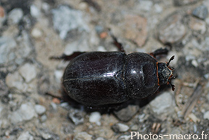 Oryctes nasicornis